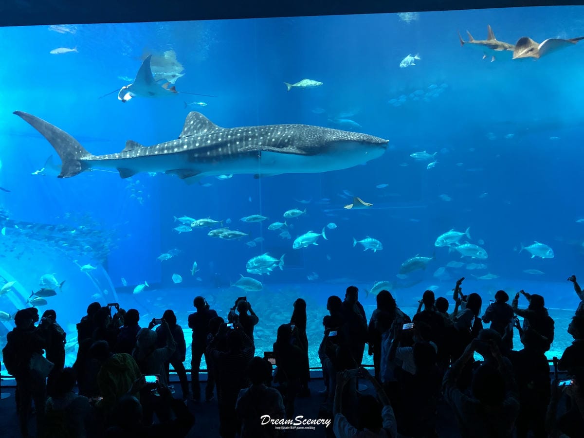 沖繩美麗海水族館 沖繩美麗海水族館