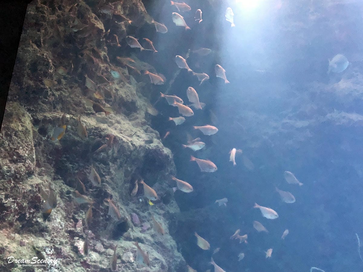 沖繩美麗海水族館 沖繩美麗海水族館