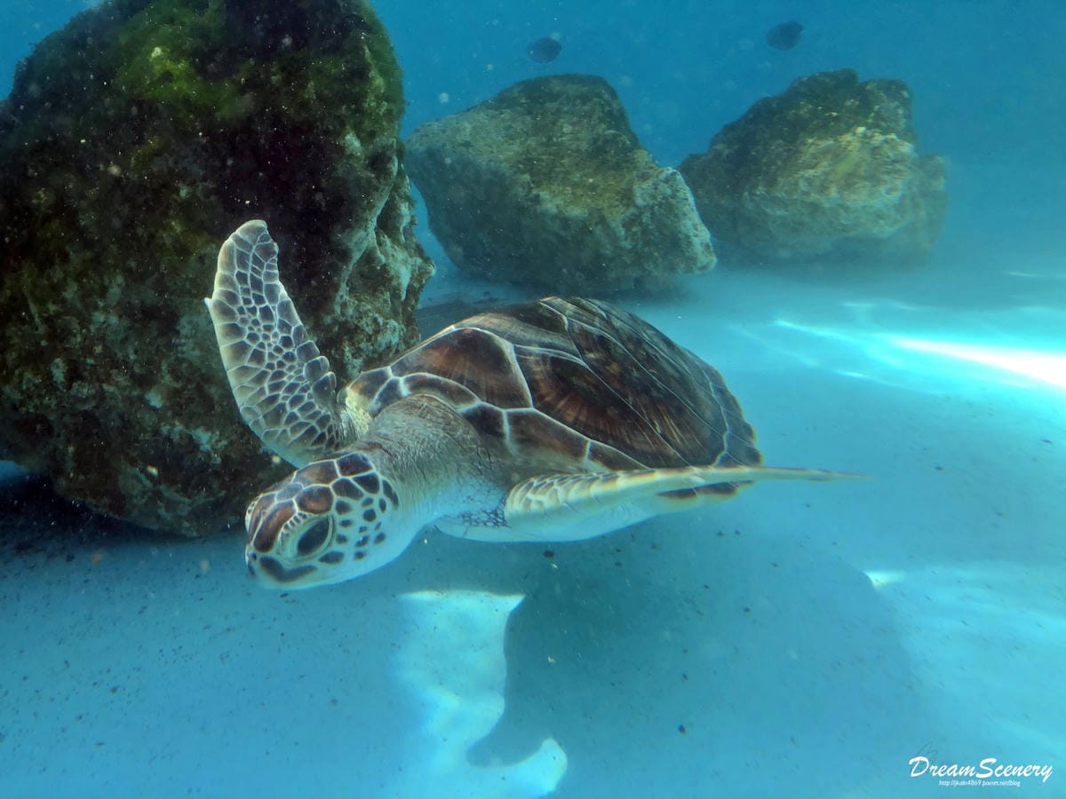 沖繩美麗海水族館 沖繩美麗海水族館