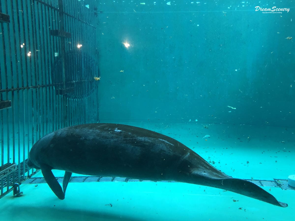 沖繩美麗海水族館 沖繩美麗海水族館