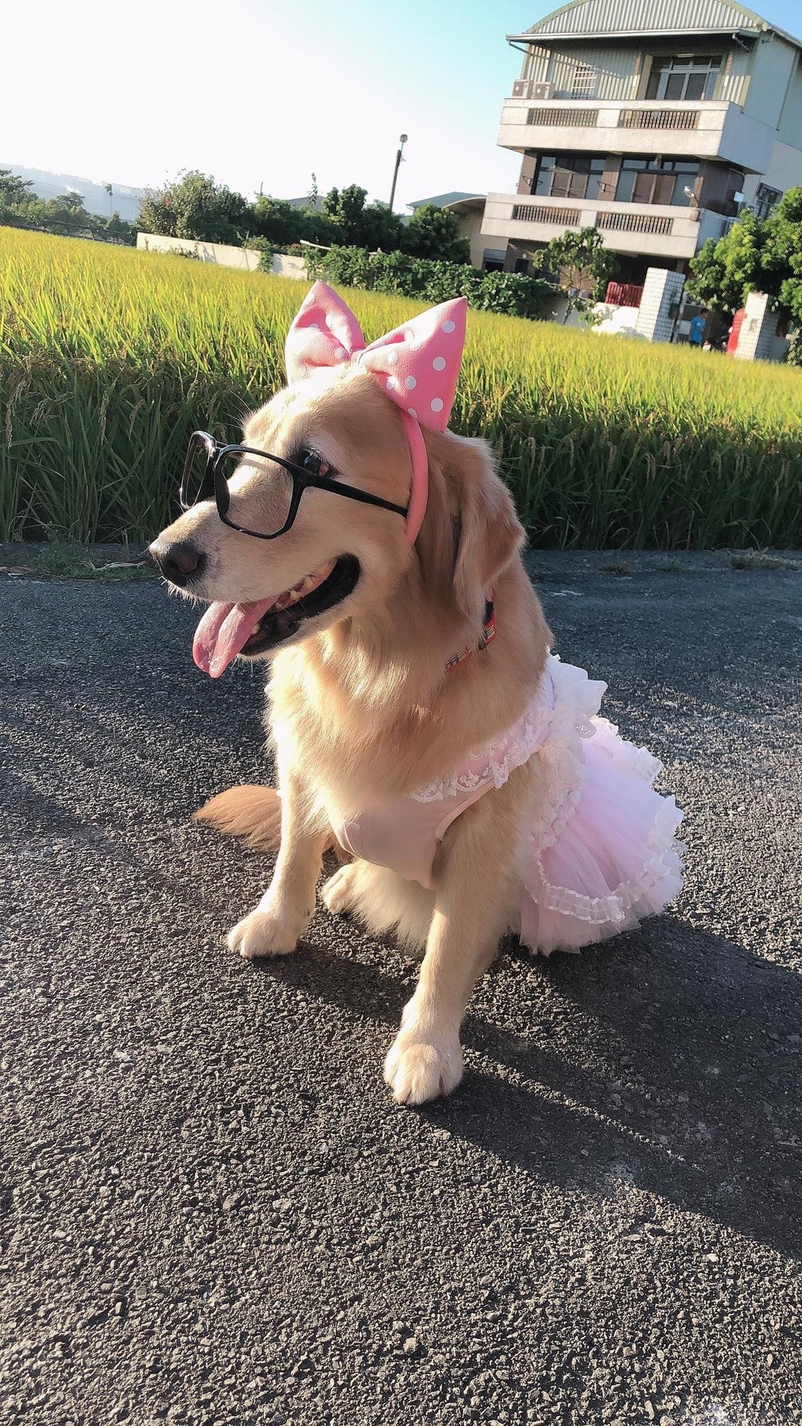 中科落羽松 中科落羽松