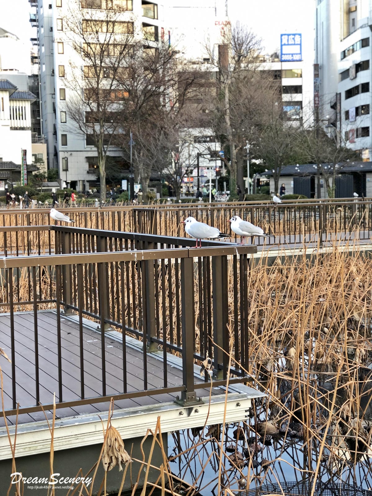 不忍池弁天堂 不忍池弁天堂