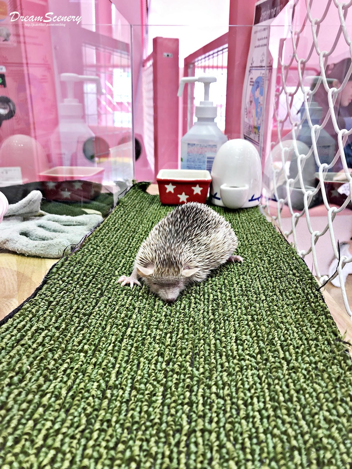 Harajuku Zoo Land Cafe Harajuku Zoo Land Cafe