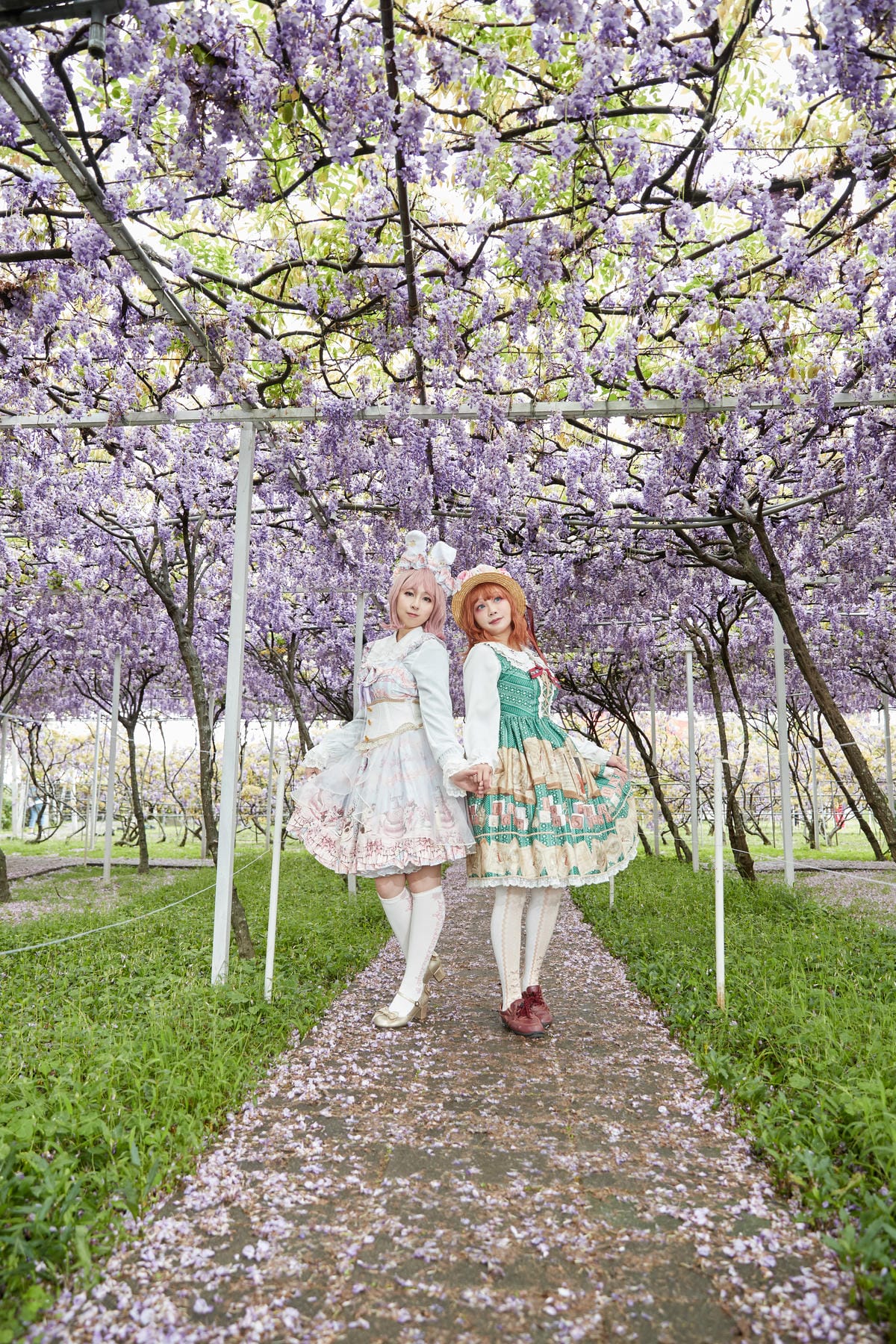 2020紫藤花