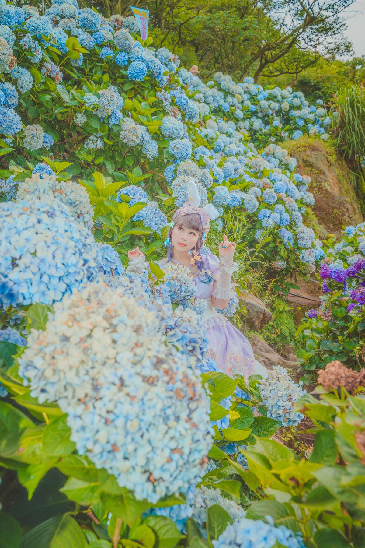 2020繡球花 2020繡球花
