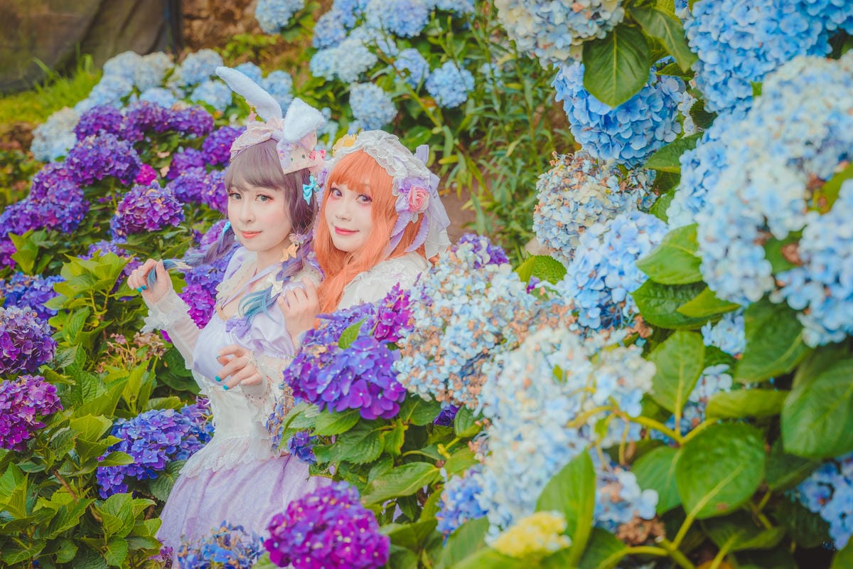2020繡球花 2020繡球花