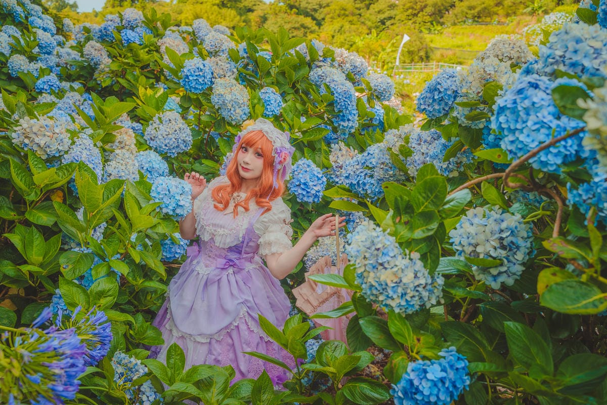 2020繡球花 2020繡球花