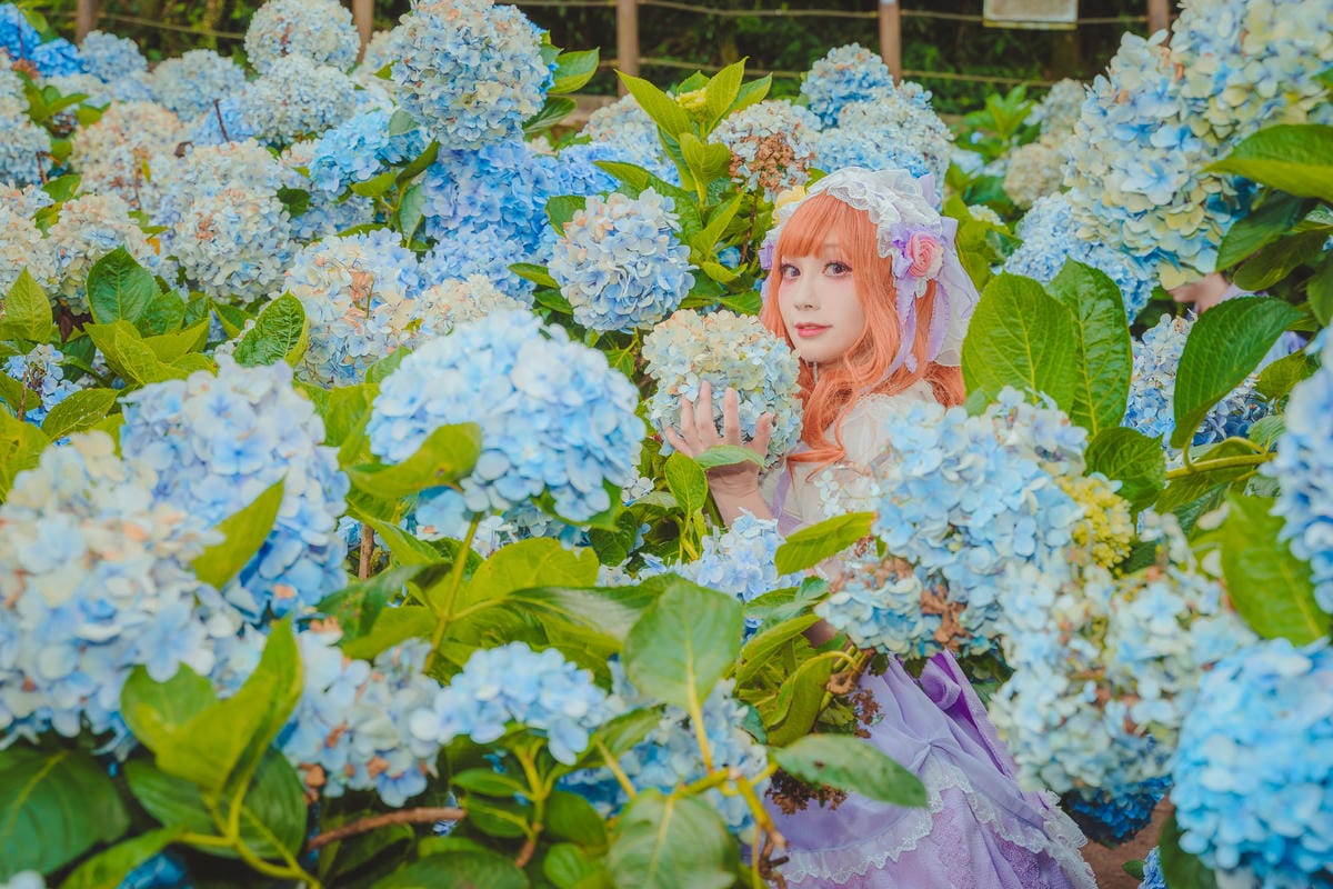 2020繡球花 2020繡球花