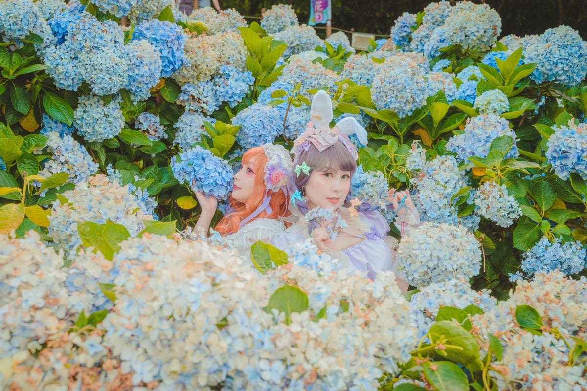 2020繡球花 2020繡球花