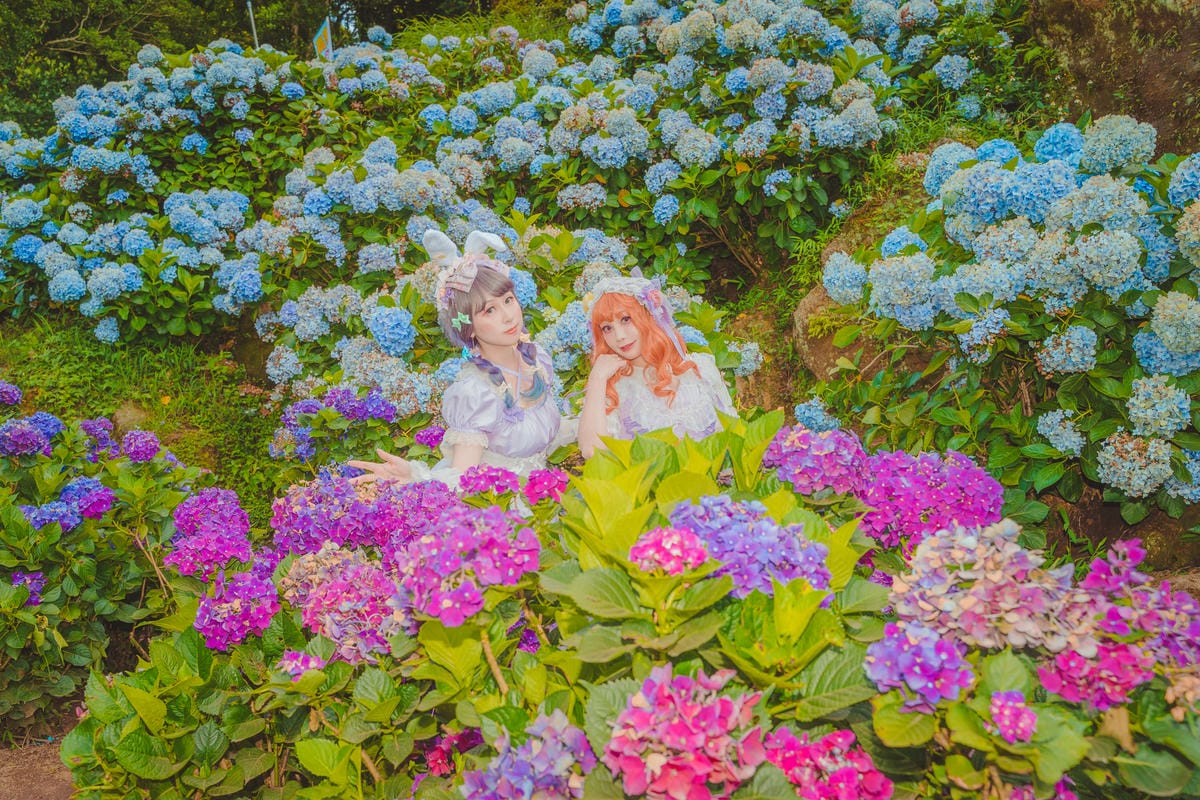 2020繡球花 2020繡球花