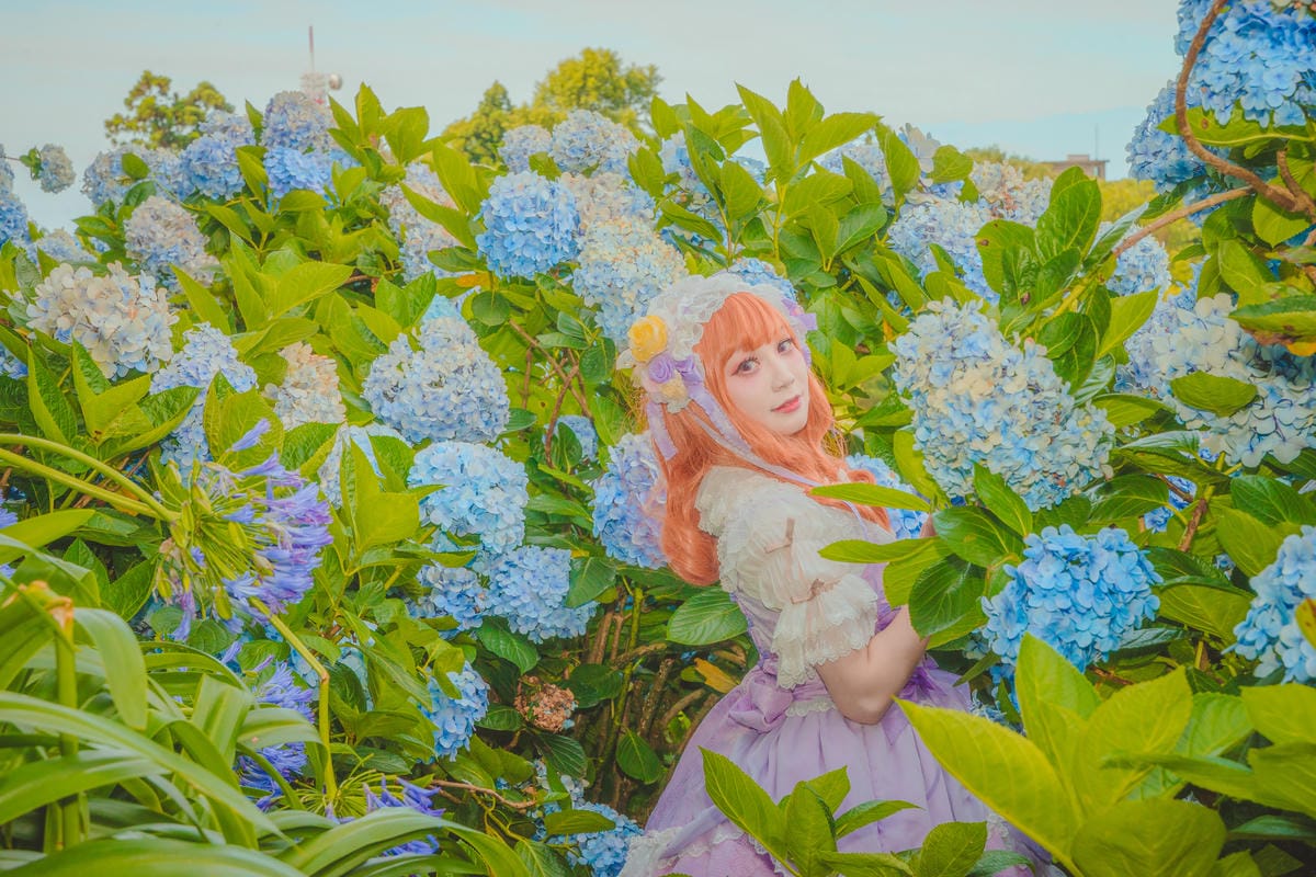 2020繡球花 2020繡球花