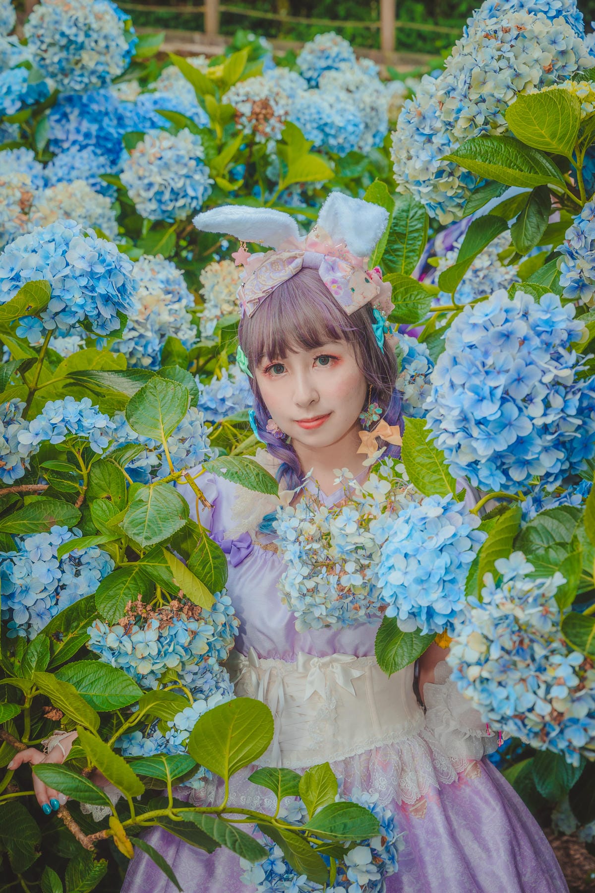 2020繡球花 2020繡球花