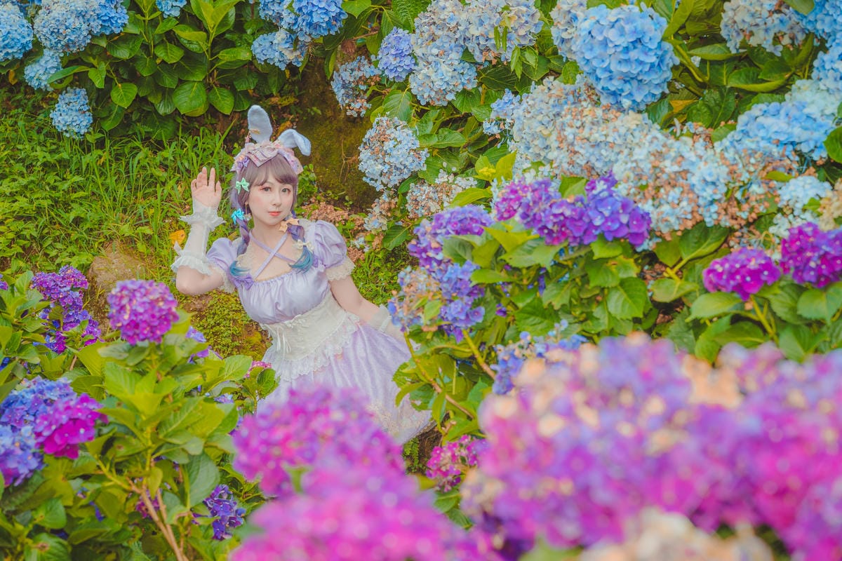 2020繡球花 2020繡球花