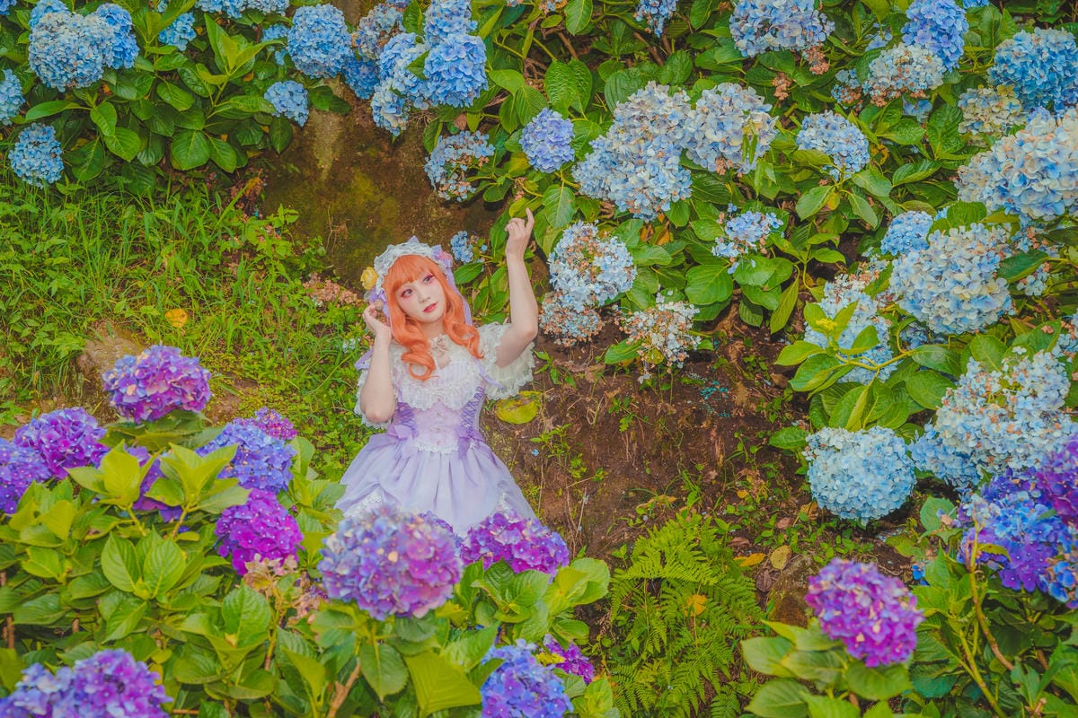 2020繡球花 2020繡球花