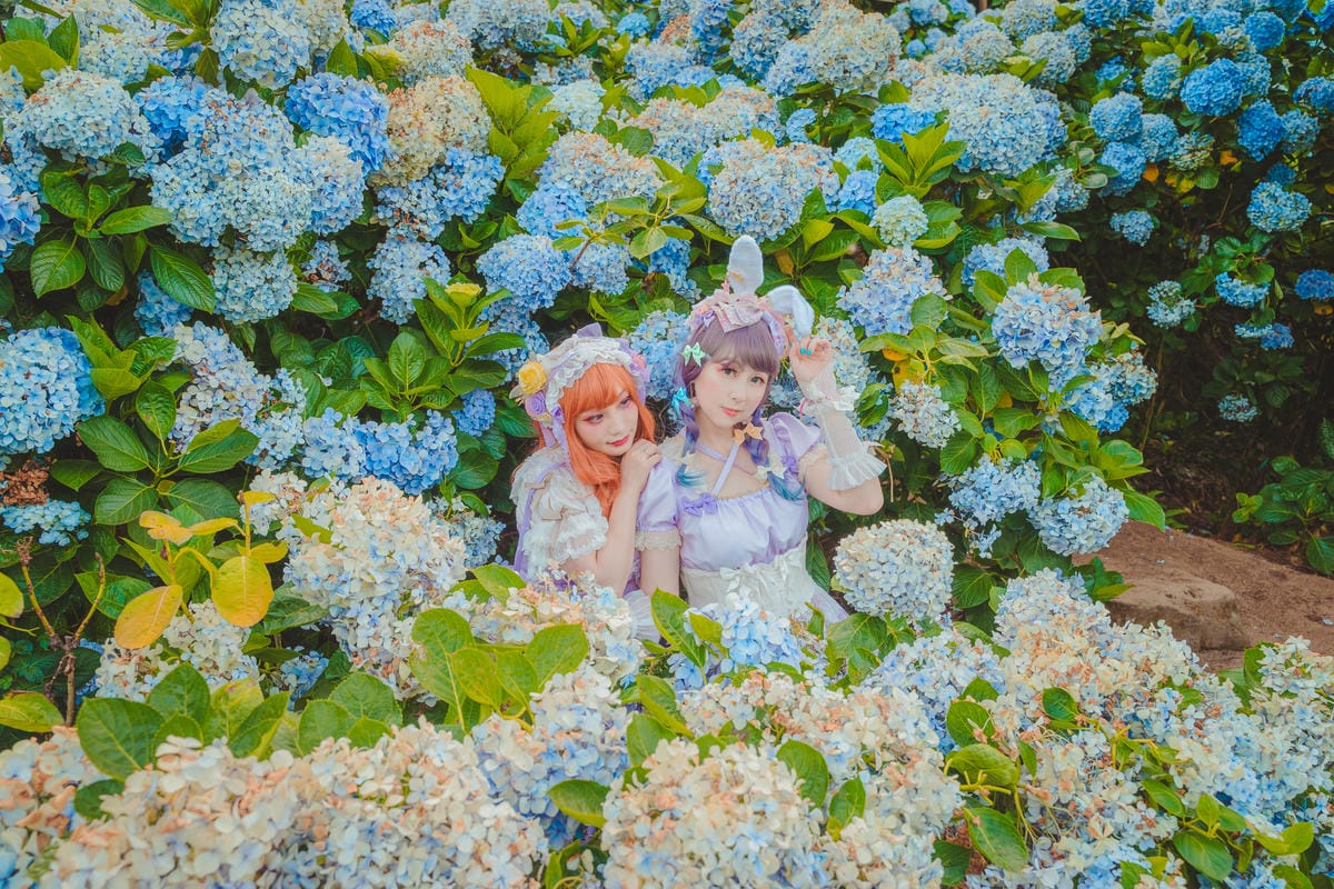 2020繡球花 2020繡球花