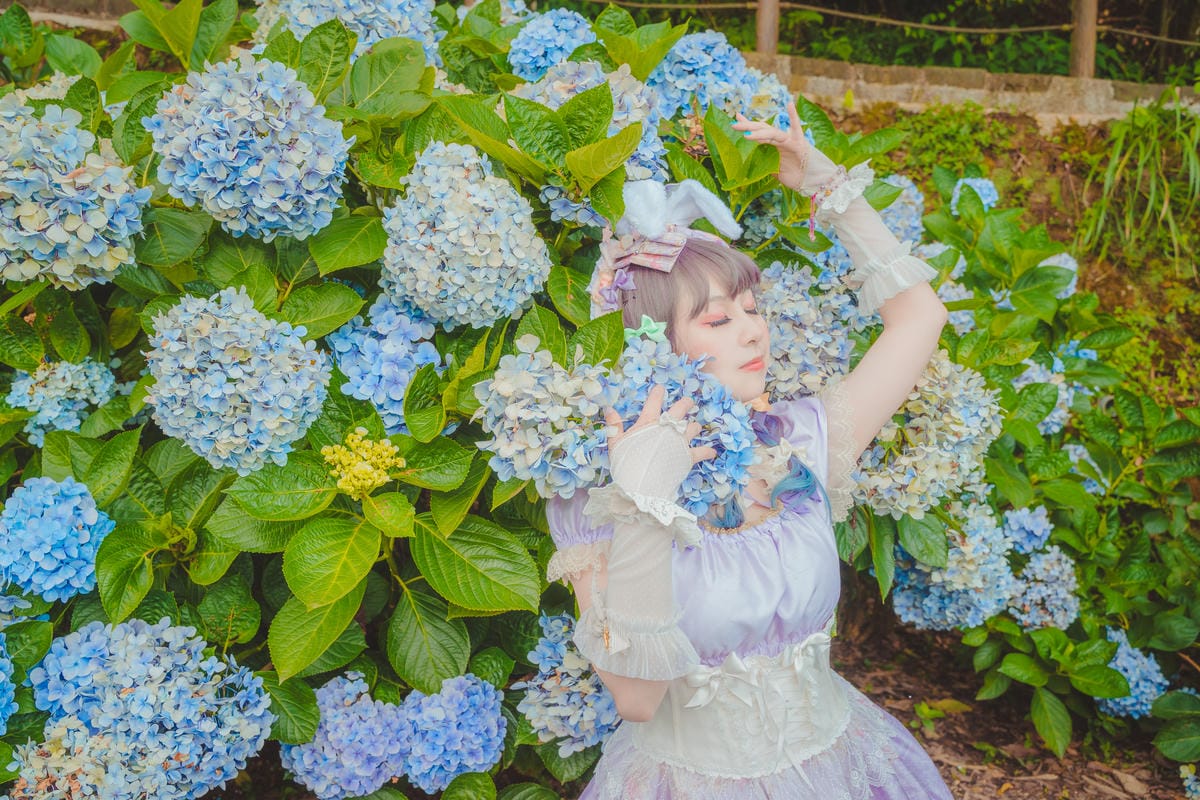 2020繡球花 2020繡球花