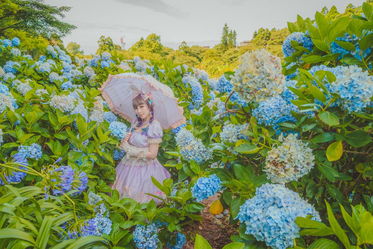 2020繡球花 2020繡球花
