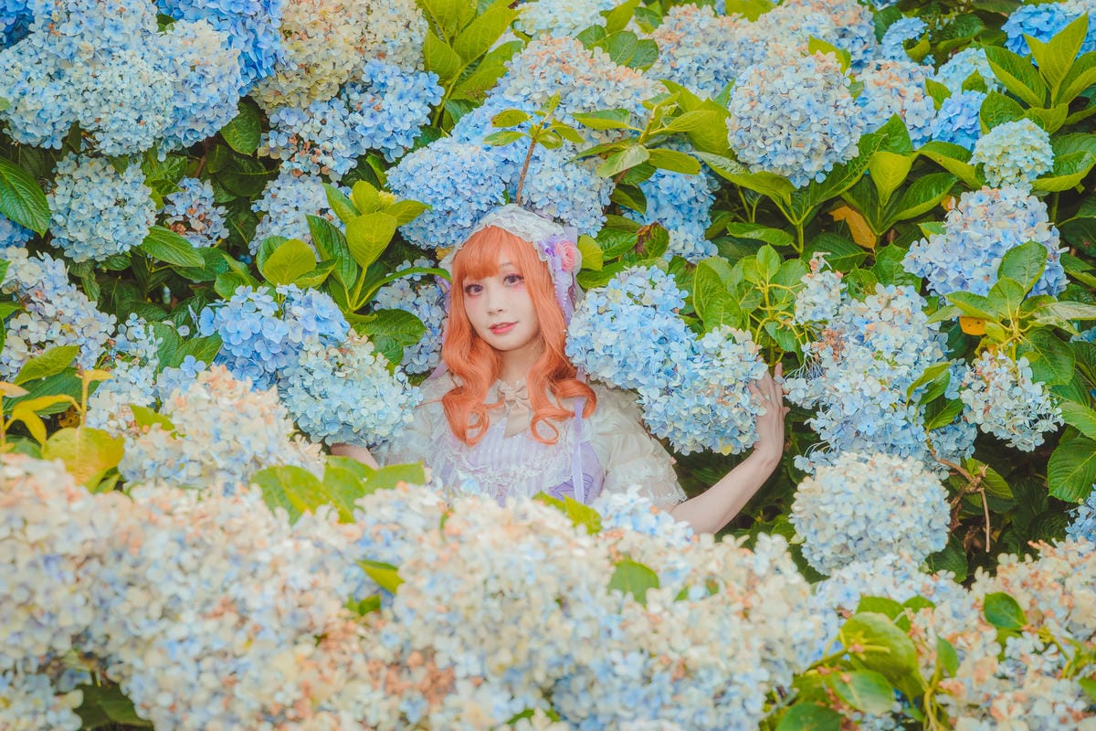 2020繡球花 2020繡球花
