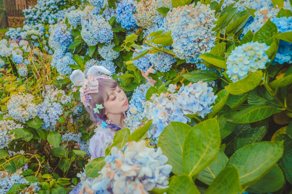 2020繡球花 2020繡球花