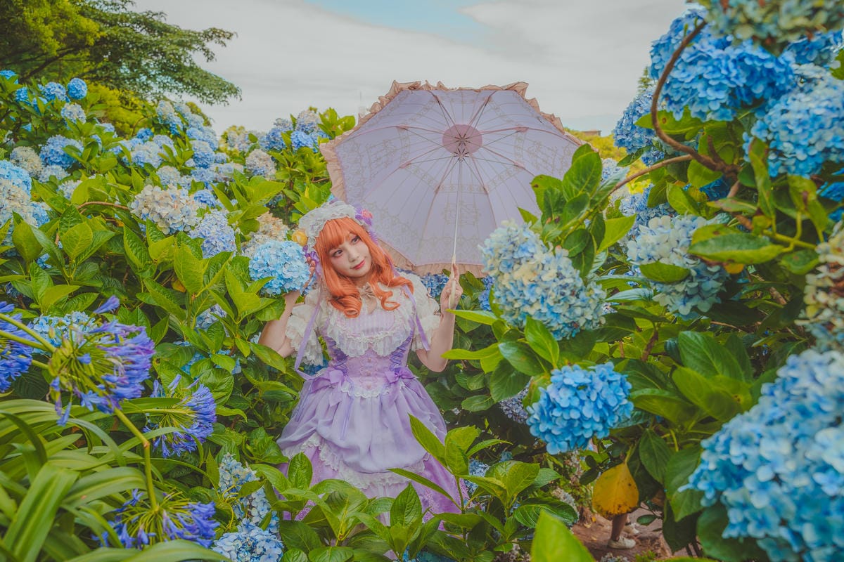 2020繡球花 2020繡球花