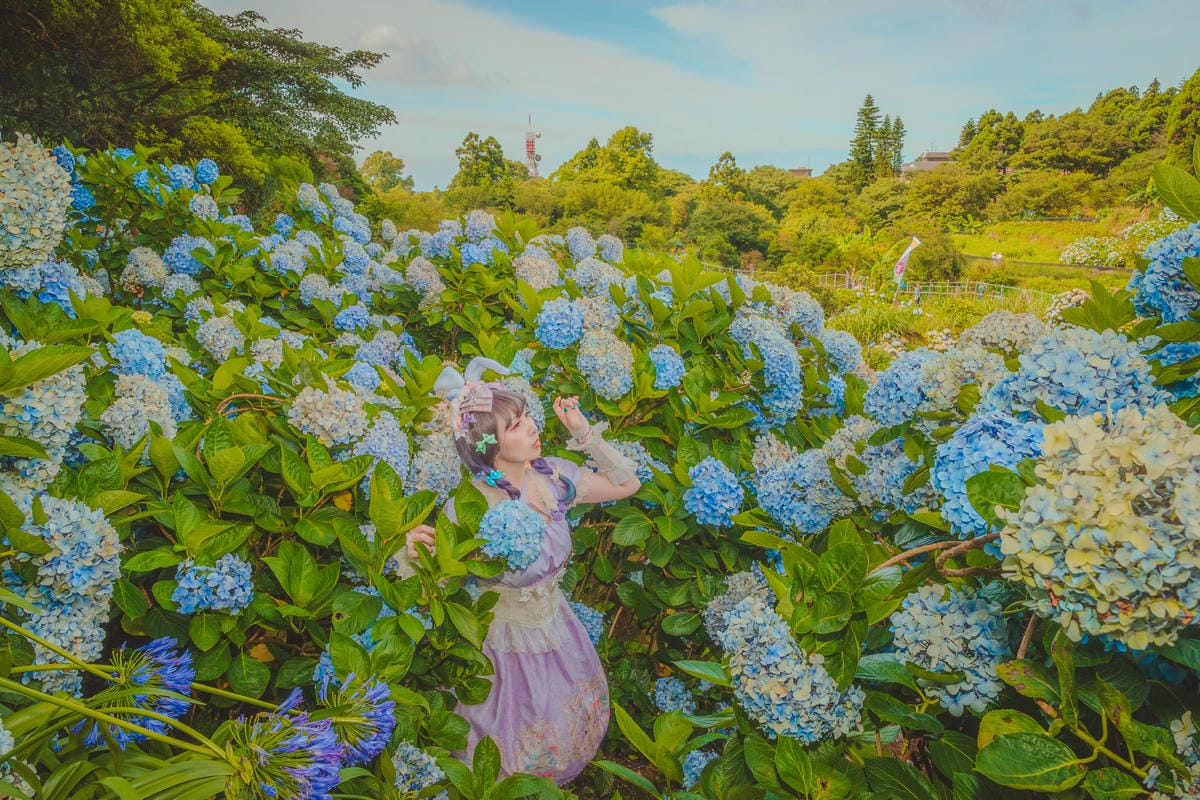 2020繡球花 2020繡球花