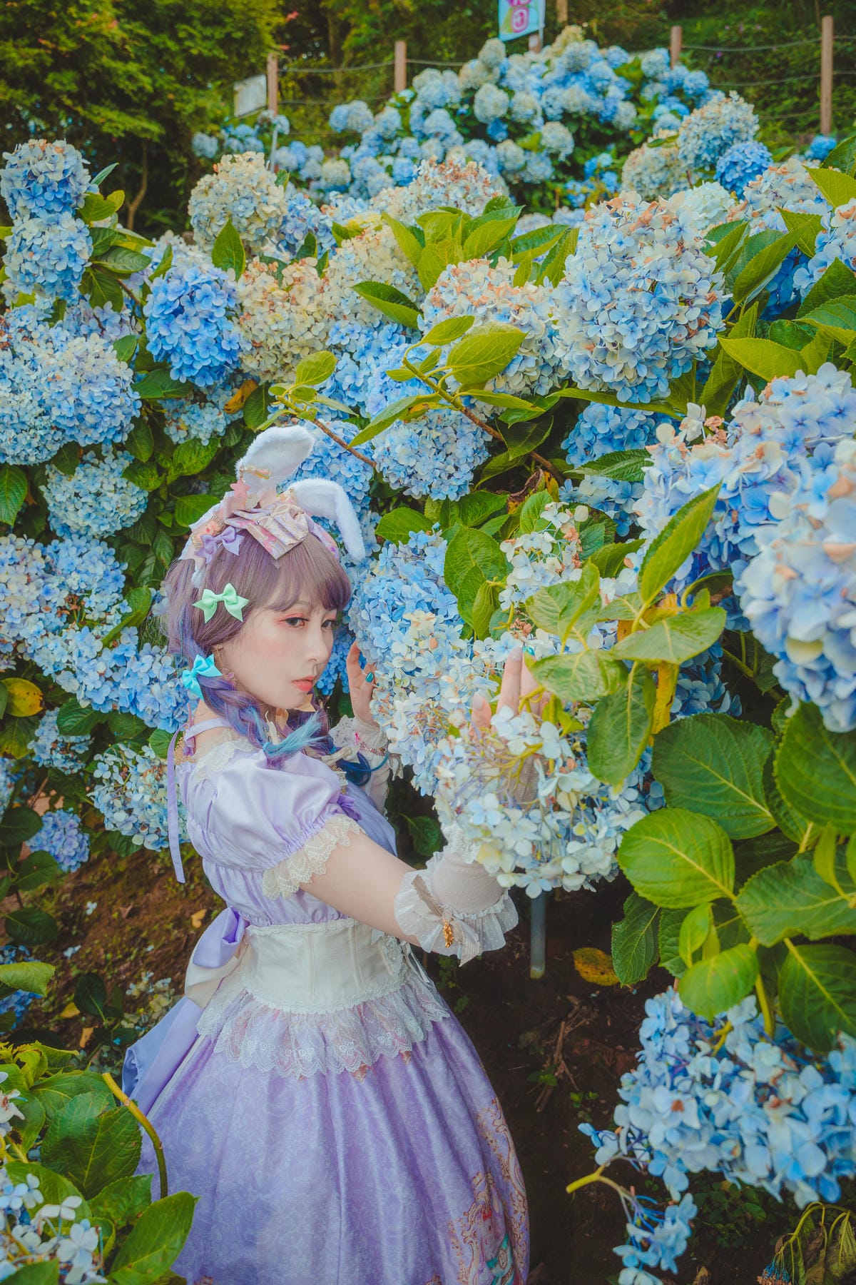 2020繡球花 2020繡球花