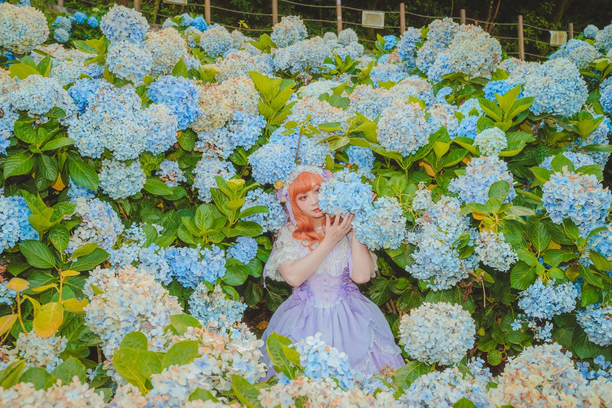 2020繡球花 2020繡球花