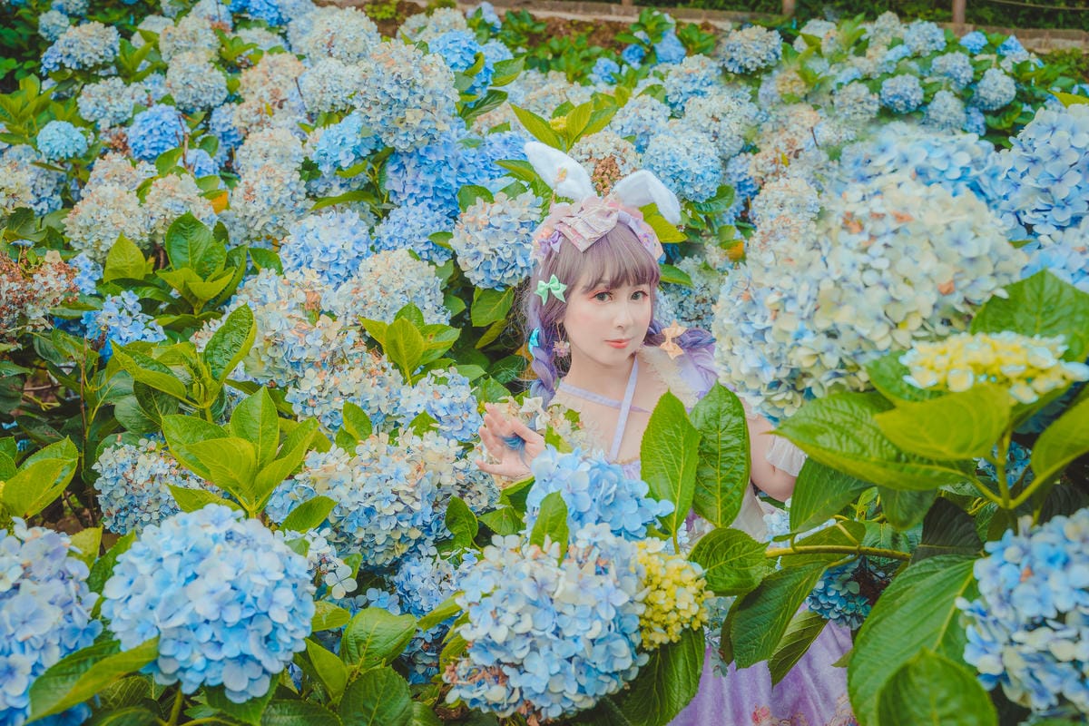 2020繡球花 2020繡球花