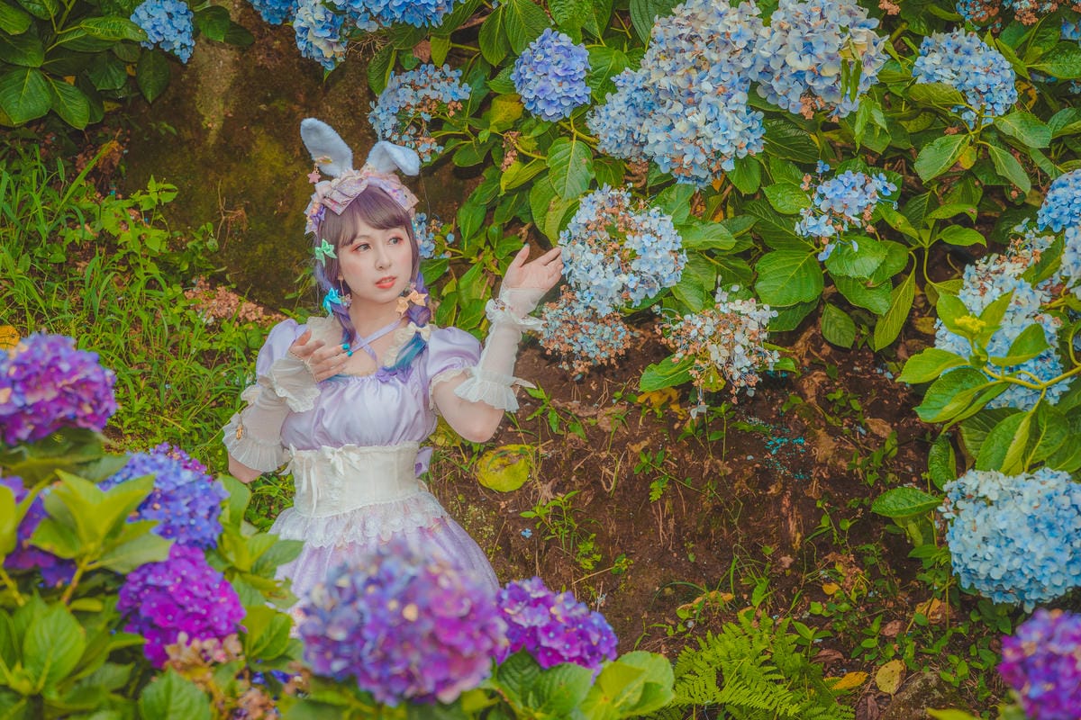 2020繡球花 2020繡球花