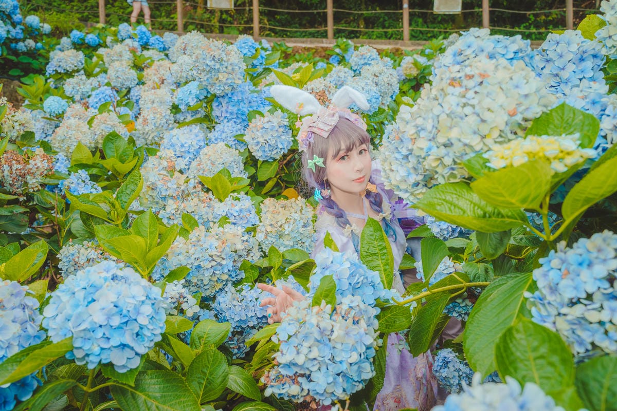2020繡球花 2020繡球花