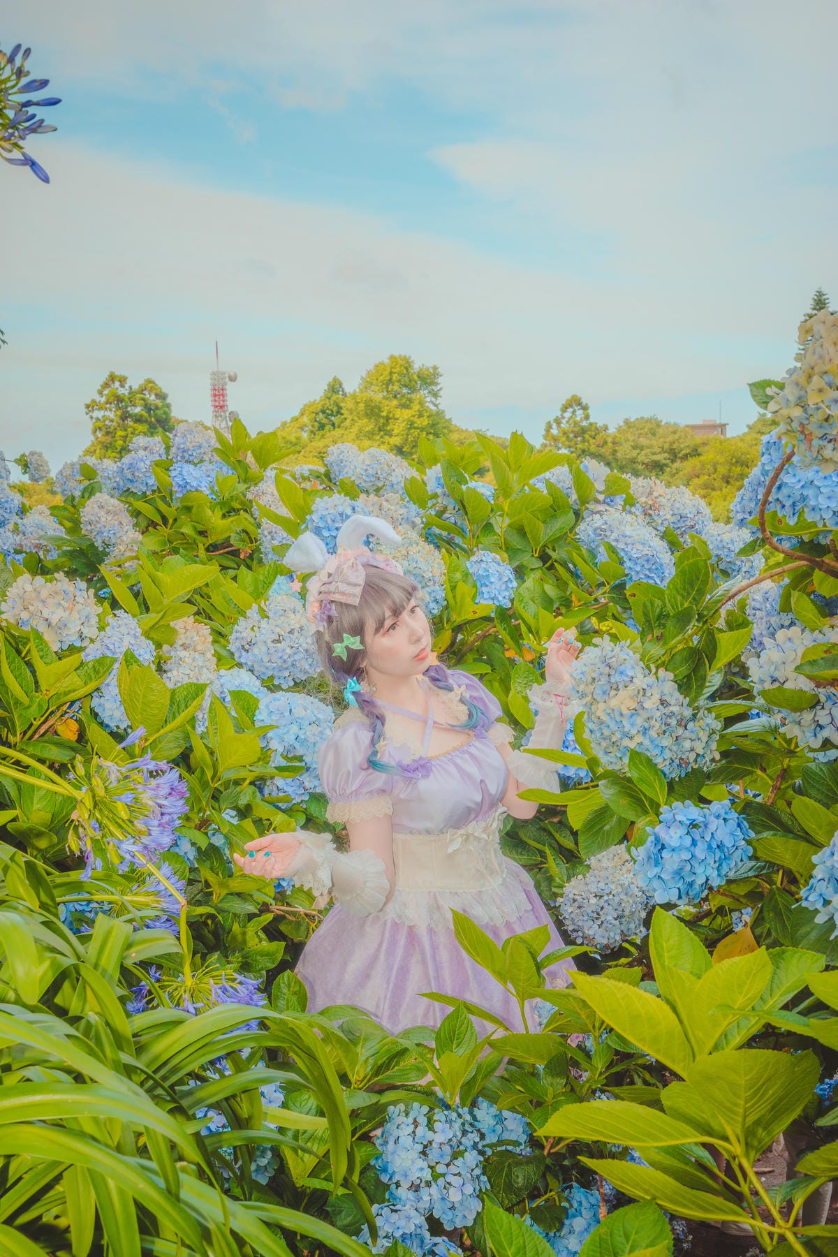 2020繡球花 2020繡球花