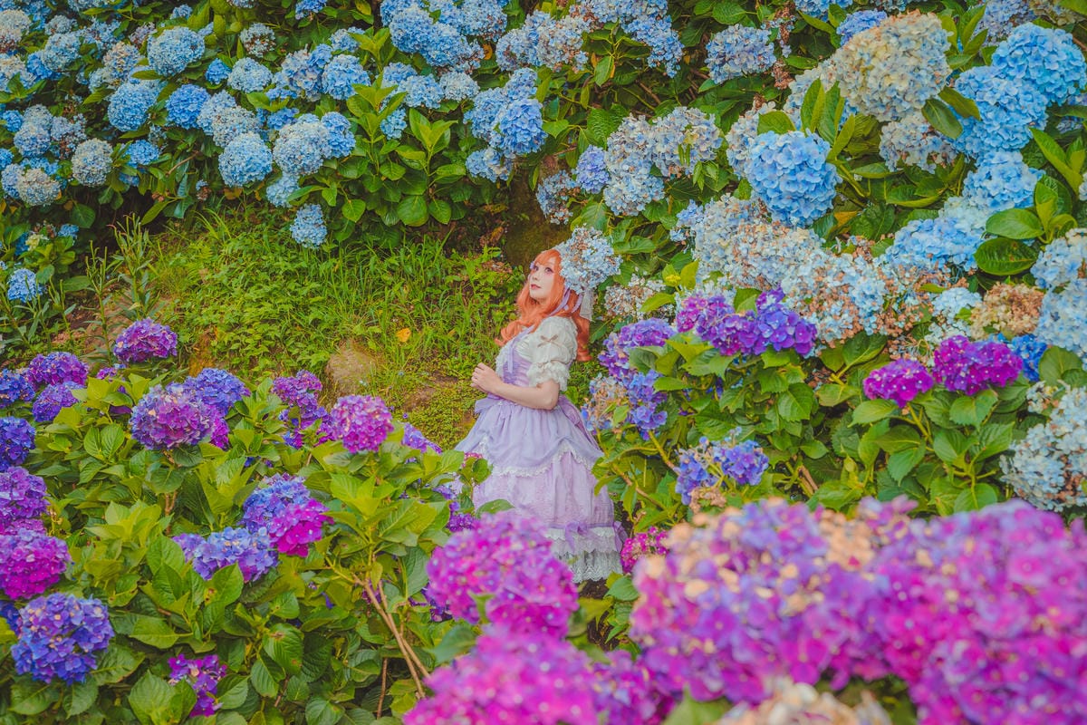 2020繡球花 2020繡球花