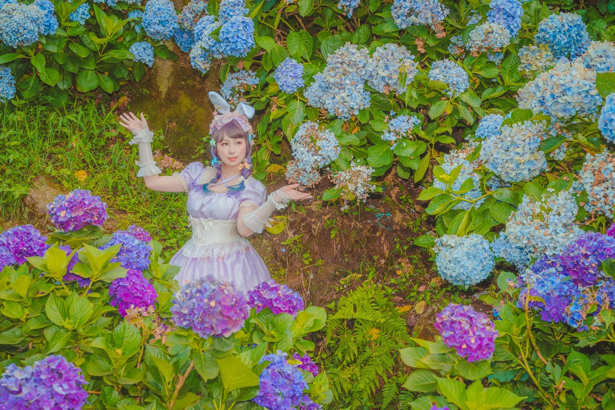 2020繡球花 2020繡球花