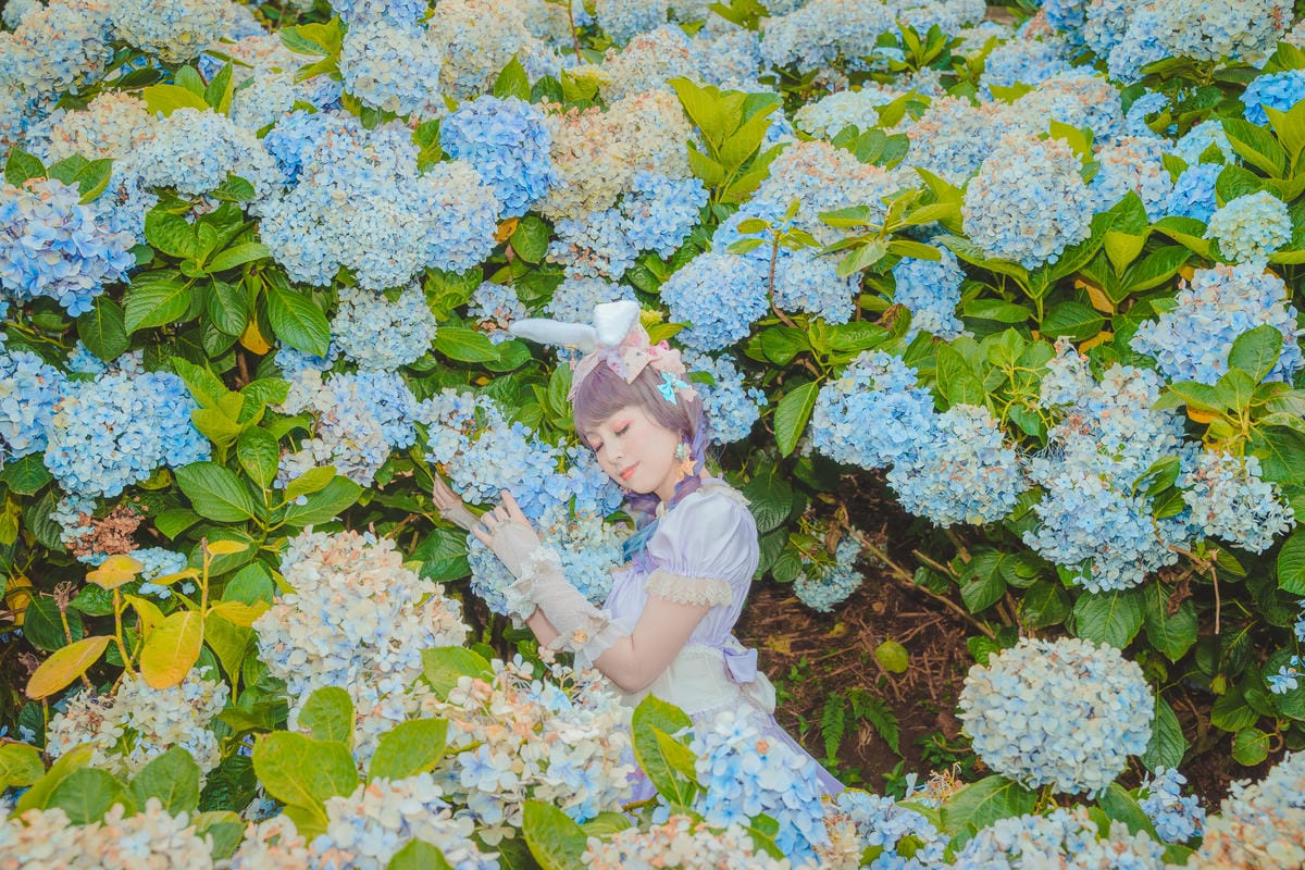 2020繡球花 2020繡球花