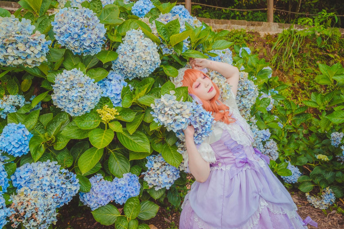 2020繡球花 2020繡球花