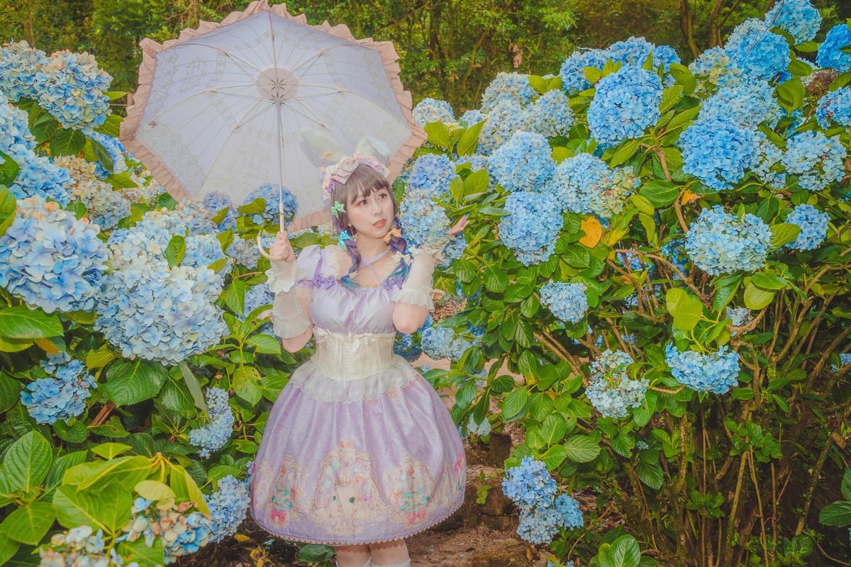 2020繡球花 2020繡球花