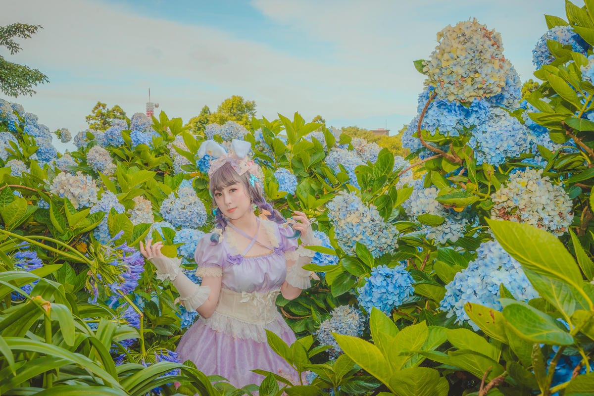 2020繡球花 2020繡球花