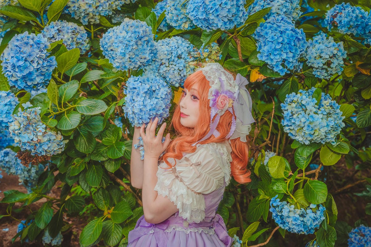 2020繡球花 2020繡球花