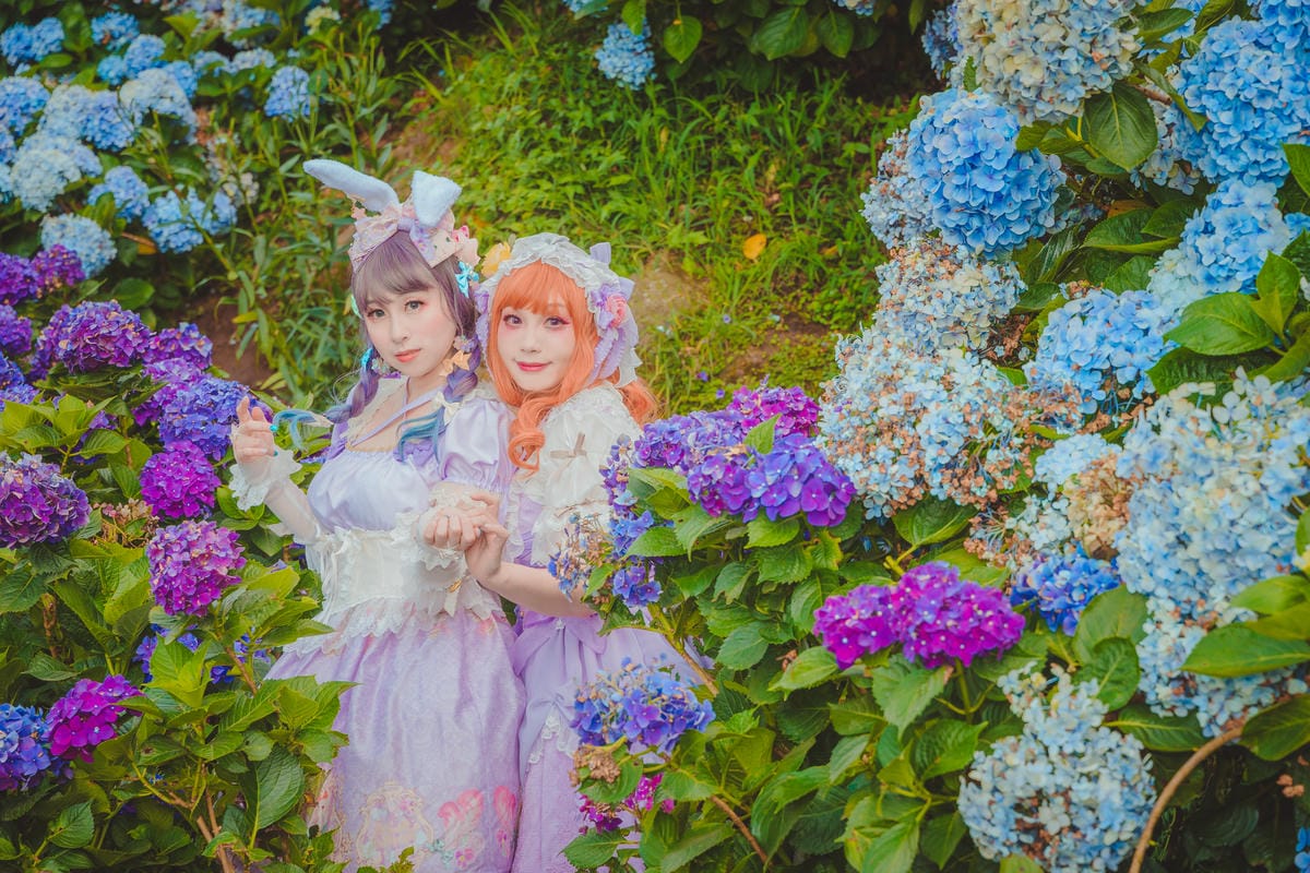 2020繡球花 2020繡球花