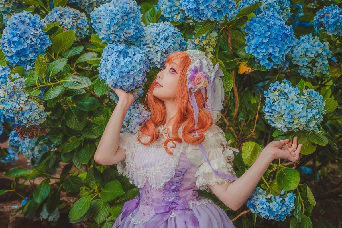 2020繡球花 2020繡球花
