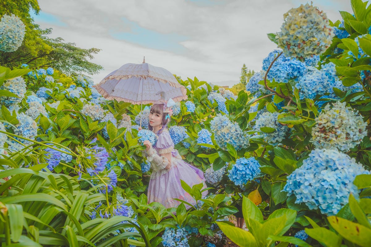 2020繡球花 2020繡球花