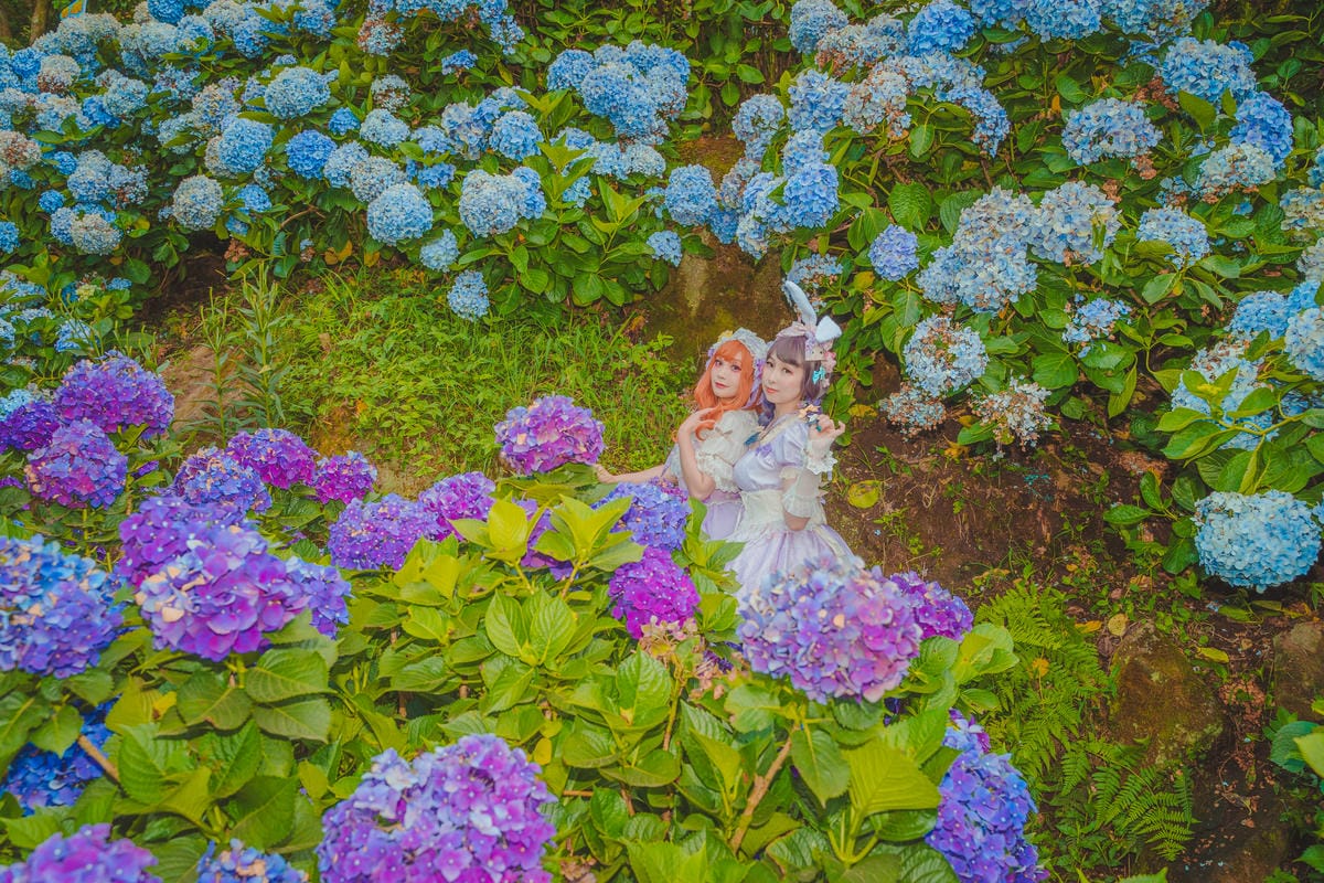 2020繡球花 2020繡球花