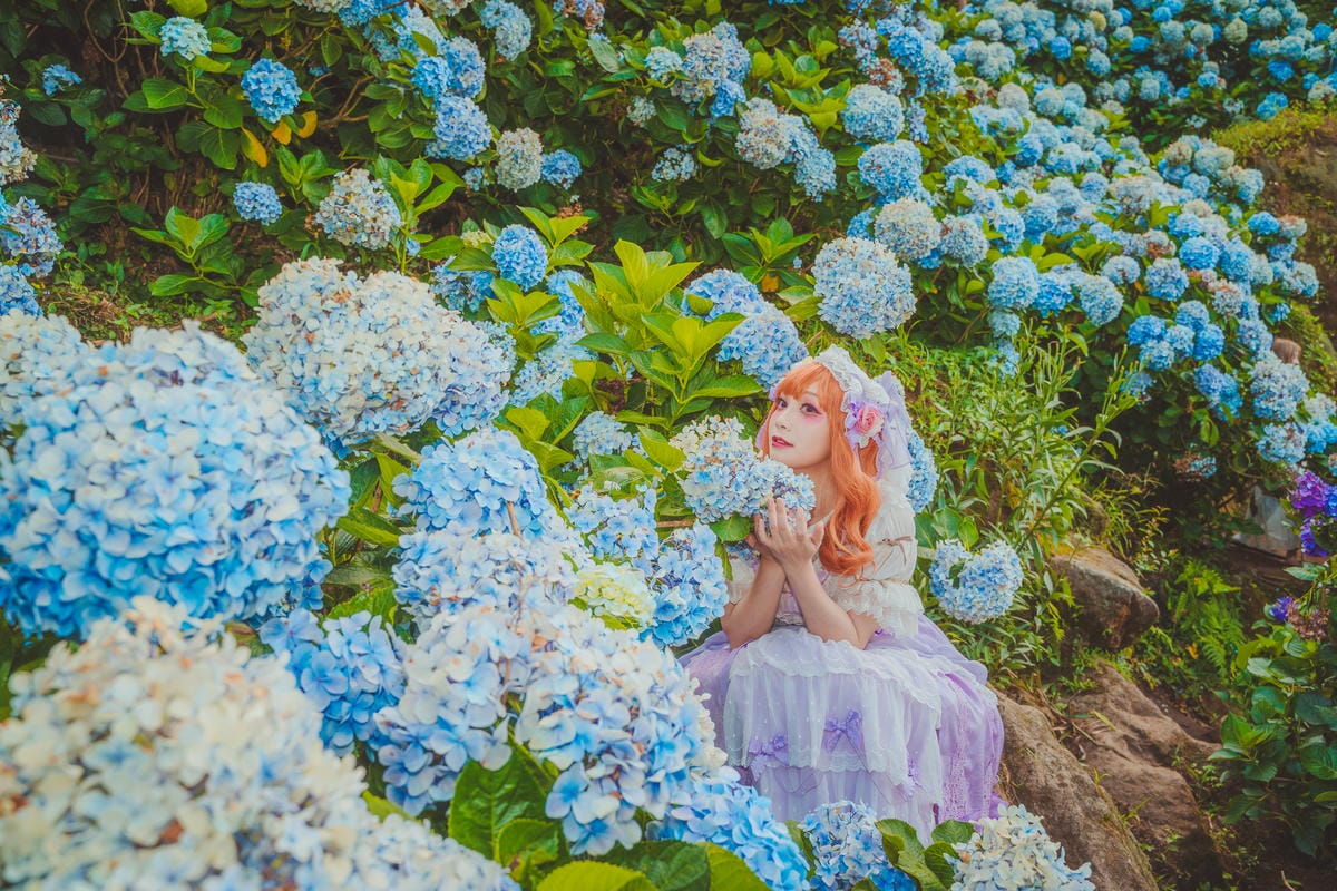 2020繡球花 2020繡球花
