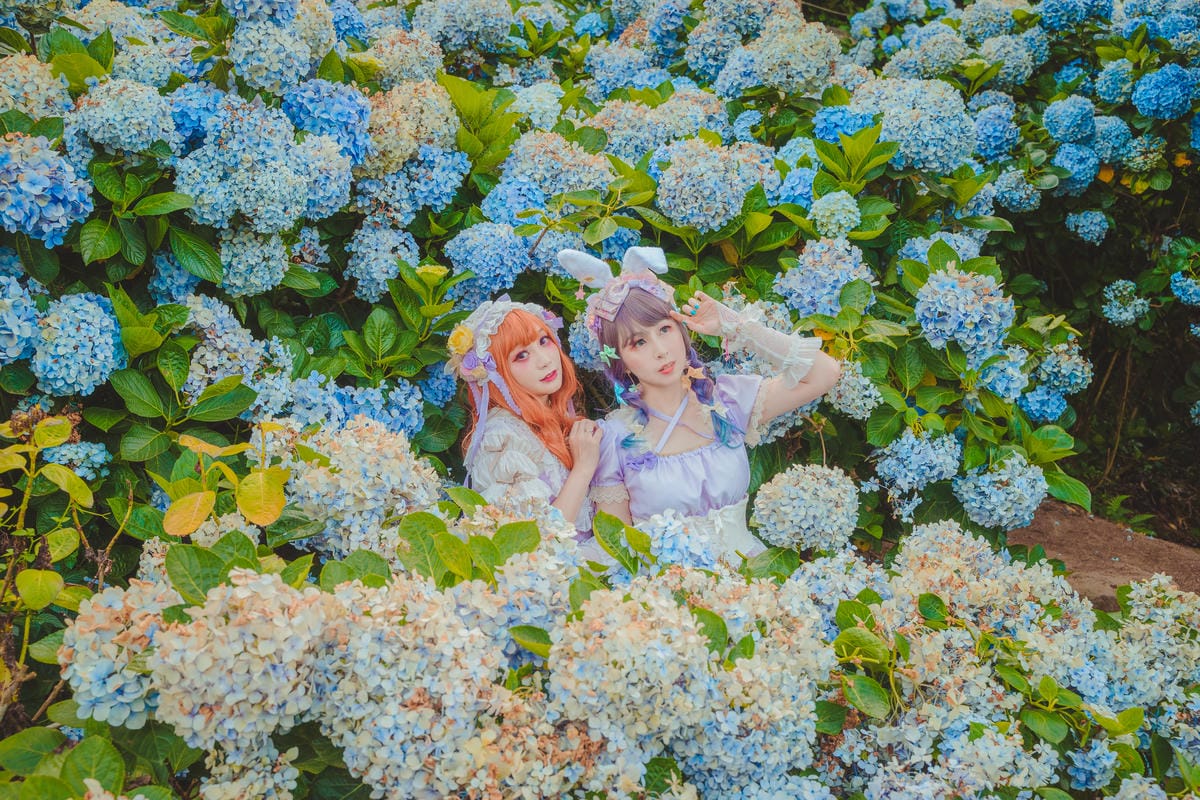 2020繡球花 2020繡球花