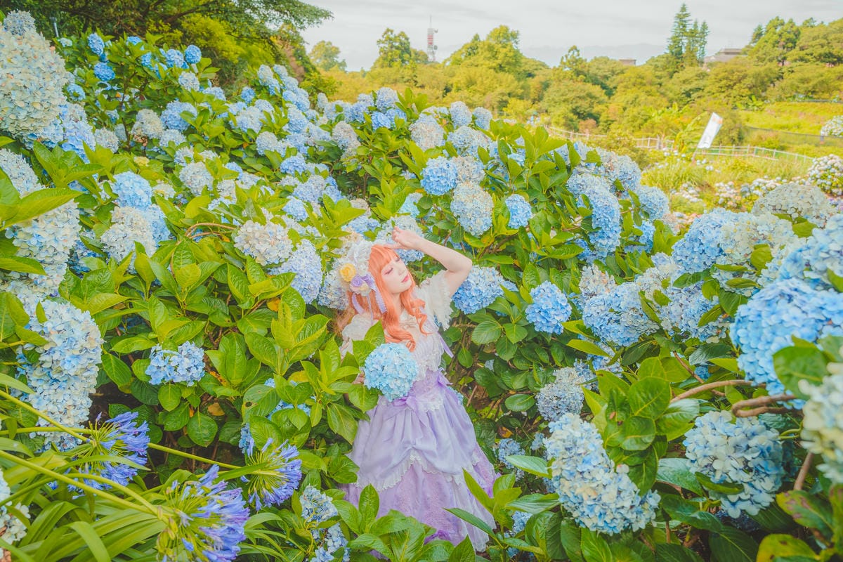 2020繡球花 2020繡球花