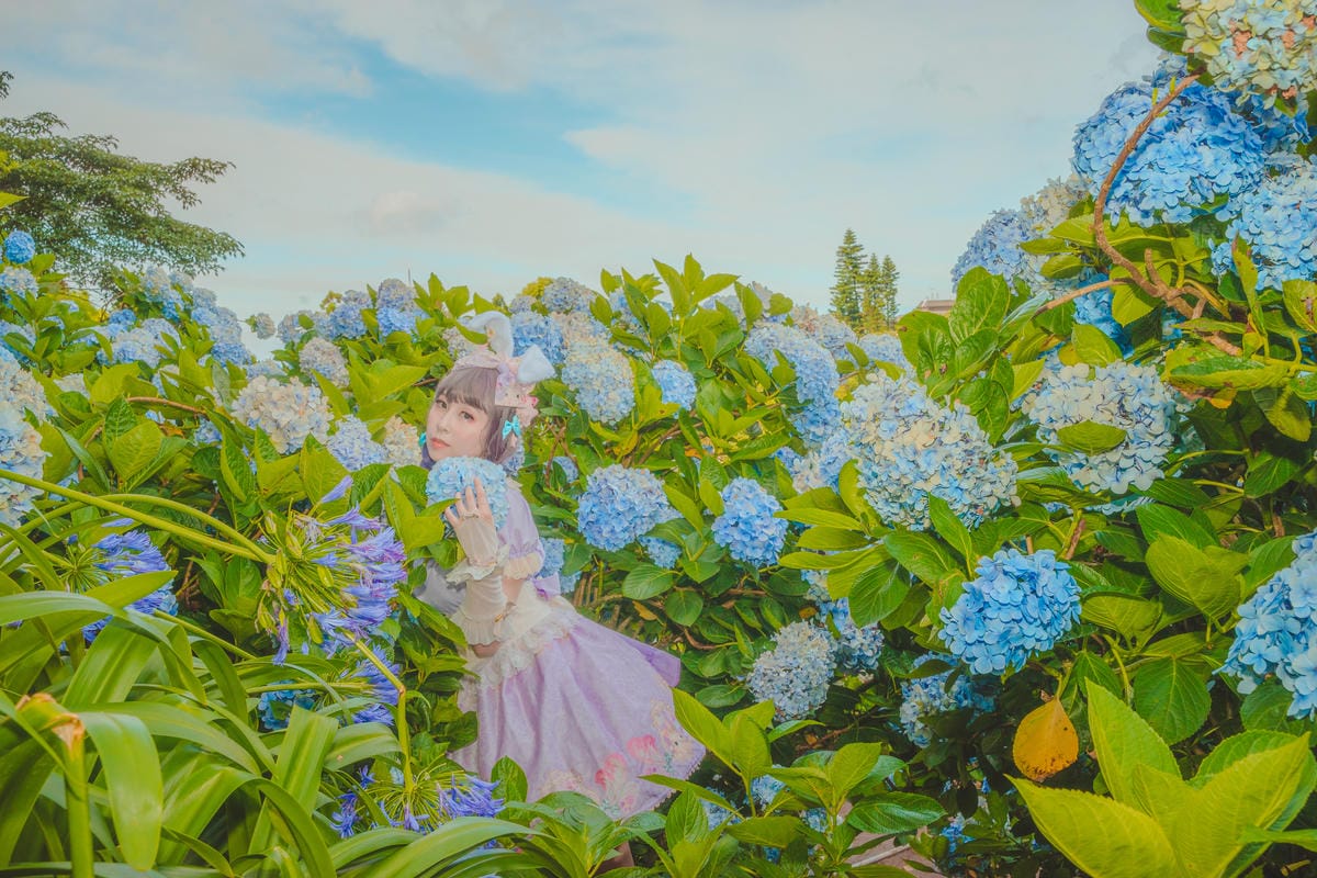 2020繡球花 2020繡球花