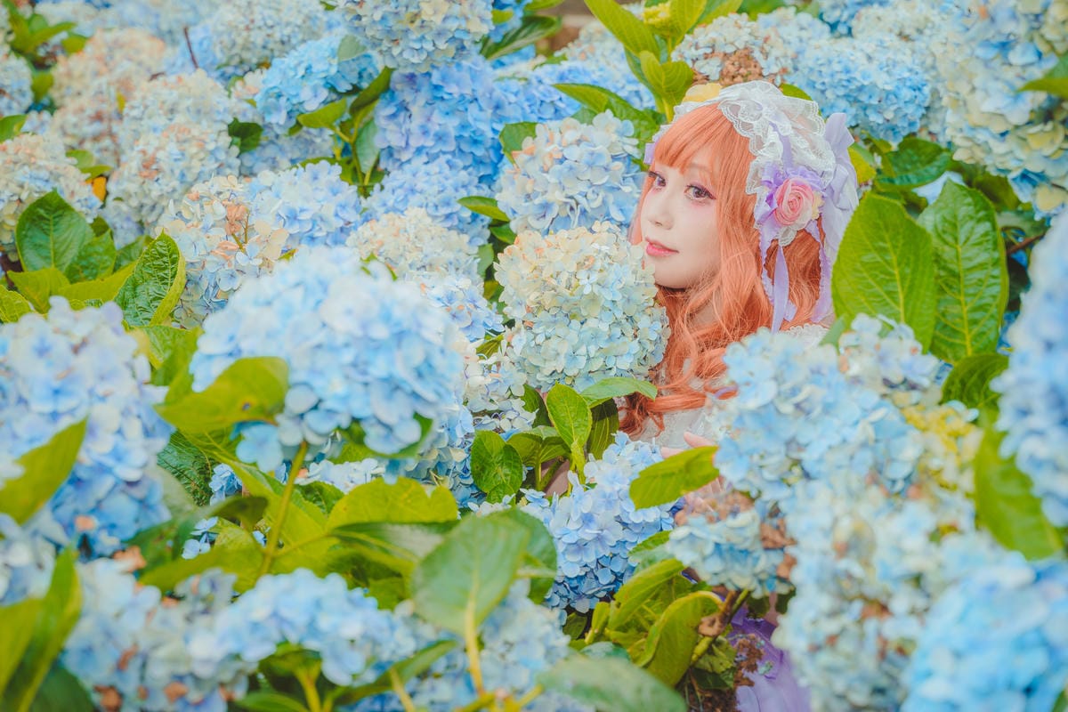 2020繡球花 2020繡球花