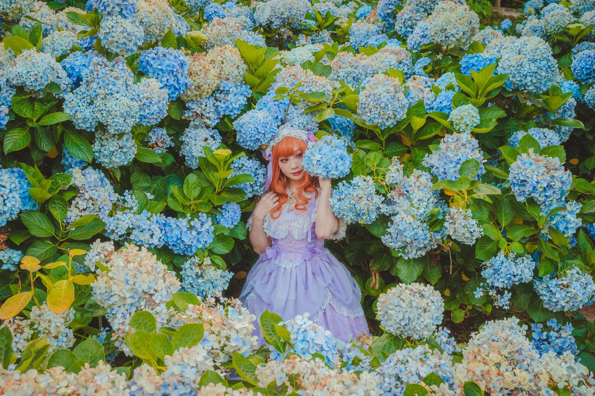 2020繡球花 2020繡球花