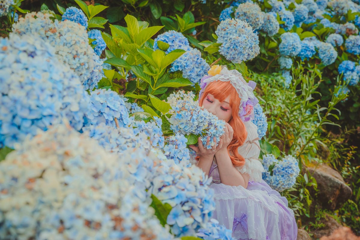 2020繡球花 2020繡球花