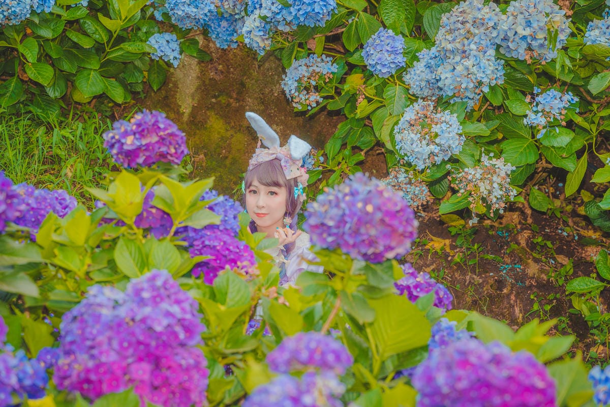 2020繡球花 2020繡球花